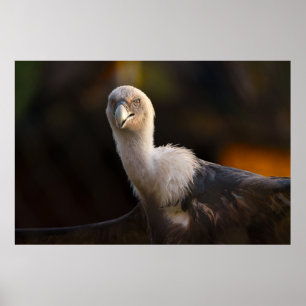 Poster Regard du Vautour