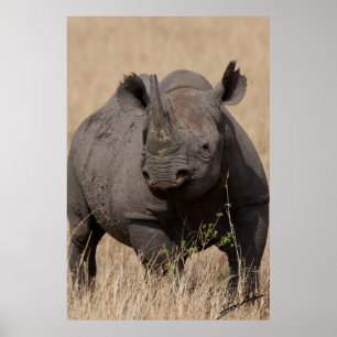 Poster Regard fixe-Vers le bas noir de rhinocéros