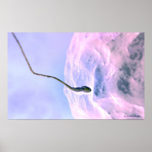 Poster Regard magnifié à un sperme fertilisant un oeuf