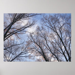 Poster Regard sur les arbres du matin d'hiver