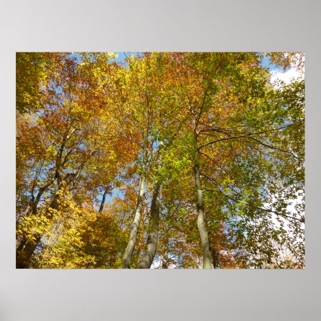 Poster Regard sur les feuilles d'automne III Foliage colo (Devant)