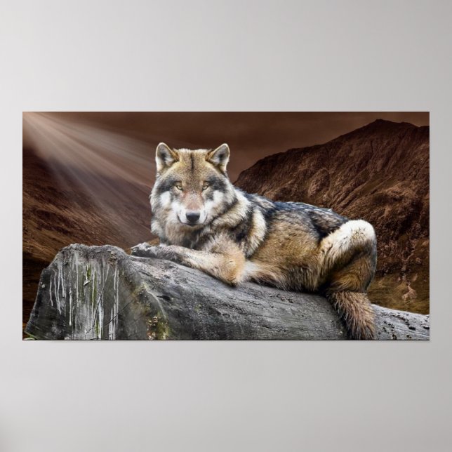 Poster Regard sur Wolf (Devant)