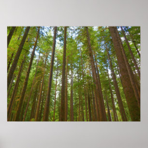 Poster Regard vers la forêt ancienne