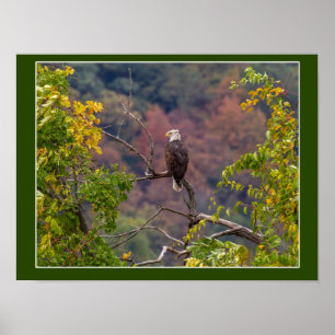 Poster Regardant l'automne