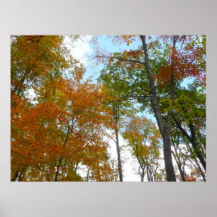 Poster Regardant vers le haut les feuilles d'automne I Fe