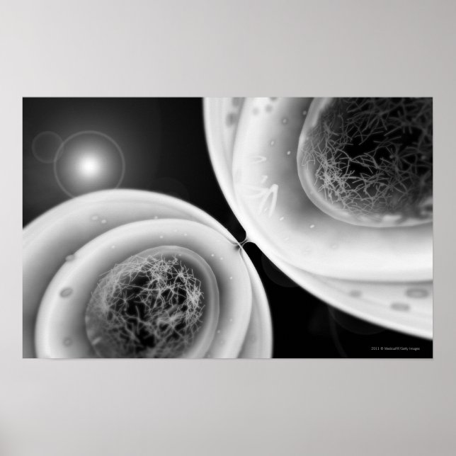 Poster Regardez de près la division cellulaire (Devant)