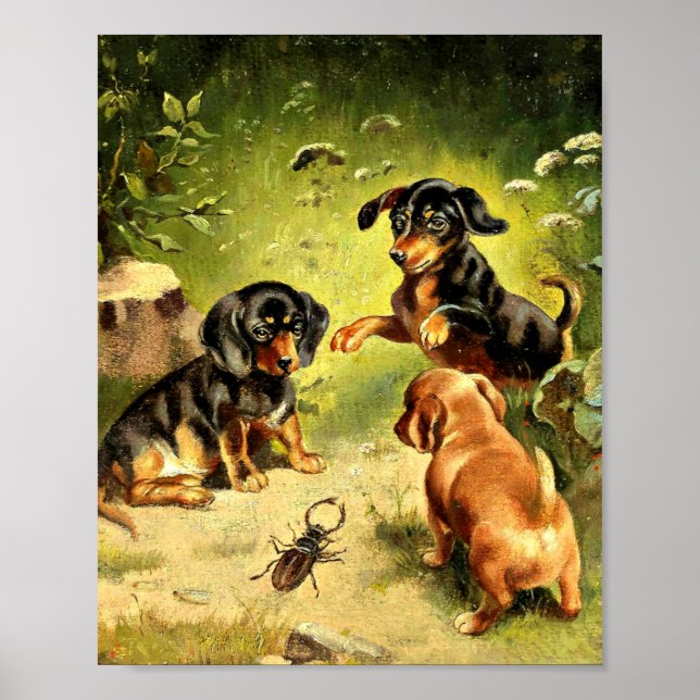 Poster Reichert - Chiots Dachshund en jeu (Devant)