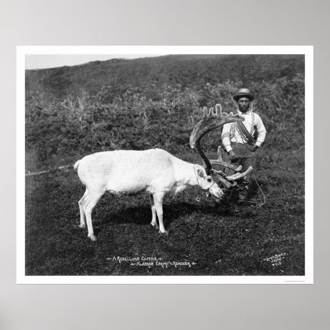 Poster Reindeer & Eskimo Alaska 1920 (Devant)
