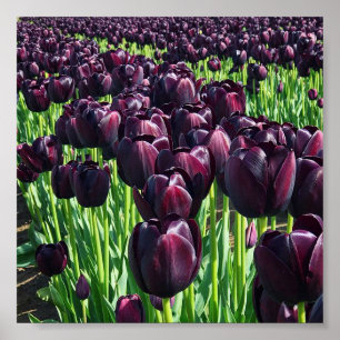 Poster Reine des tulipes de nuit