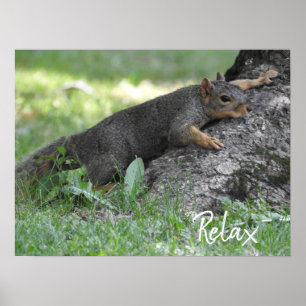 Poster Relax Écureuil reposant sur les racines de l'arbre