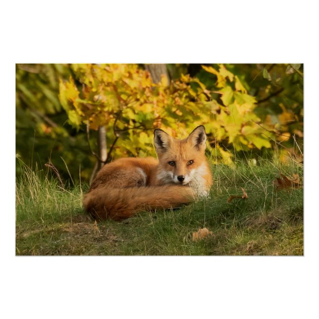 Poster Ren d'automne   (Devant)