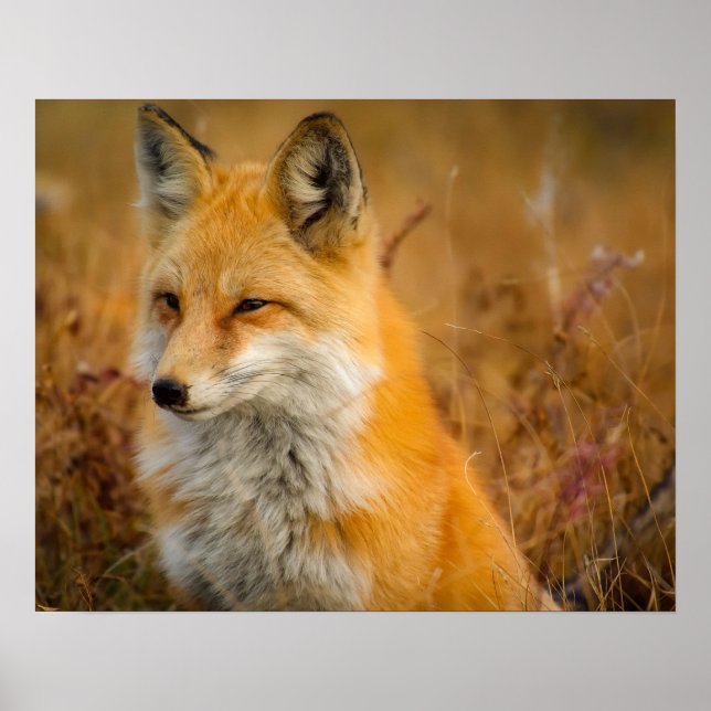 Poster renard (Devant)