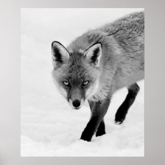 Poster Renard à sonde