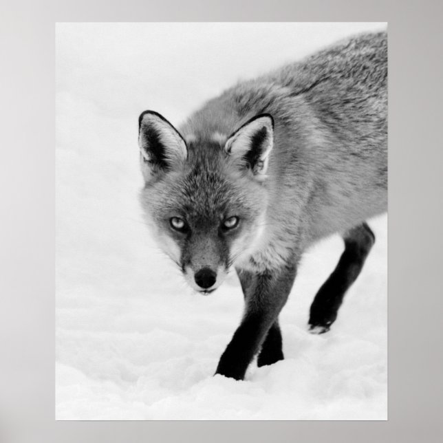 Poster Renard à sonde (Devant)