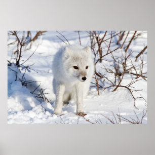 Poster Renard Arctique, Zone de gestion de la faune de Ch
