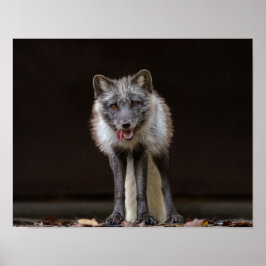 Poster Renard argenté captivant