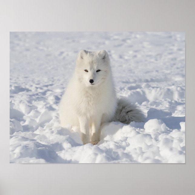 Poster Renard blanc (Devant)