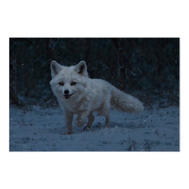 Poster Renard blanc (Devant)