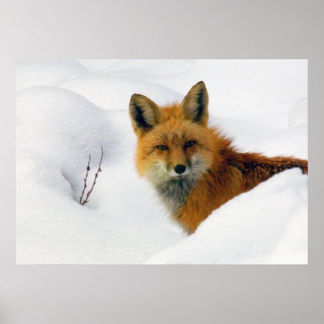 Poster renard dans le parc national des montagnes rocheus (Devant)