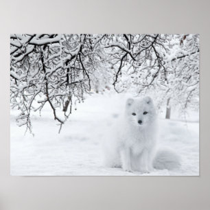 Poster Renard des neiges dans les bois d'hiver