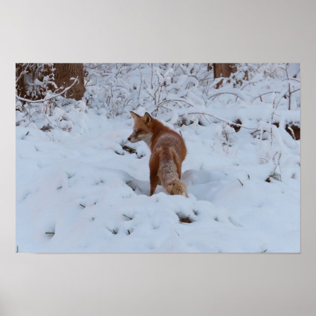 Poster Renard d'hiver (Devant)