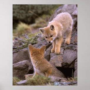 Poster Renard gris d'Amérique du Sud (Lycalopex griseus)