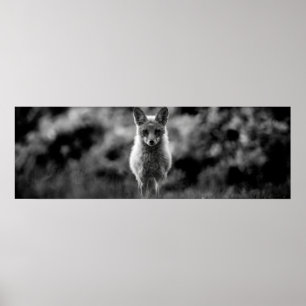 Poster Renard noir et blanc