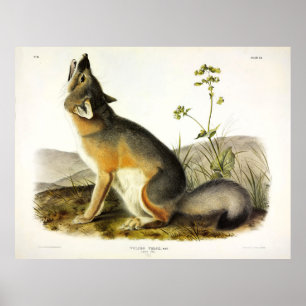 Poster Renard rapide (Vulpes Velox) par Audubon