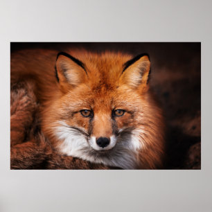 Poster Renard rouge
