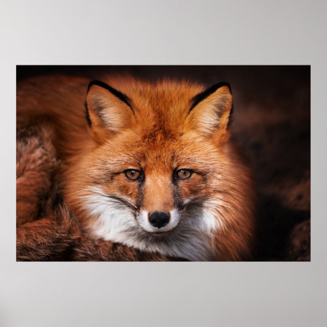 Poster Renard rouge (Devant)
