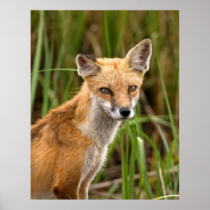 Poster Renard rouge