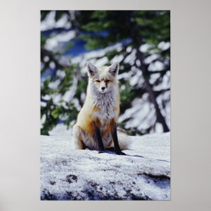 Poster Renard rouge assis sur le banc de neige, Vulpes, M