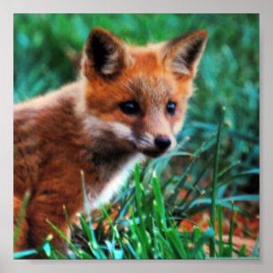 Poster Renard rouge dans l'habitat naturel