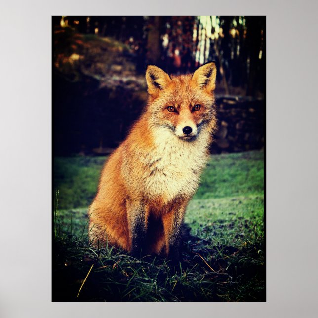 Poster Renard rouge dans une forêt (Devant)