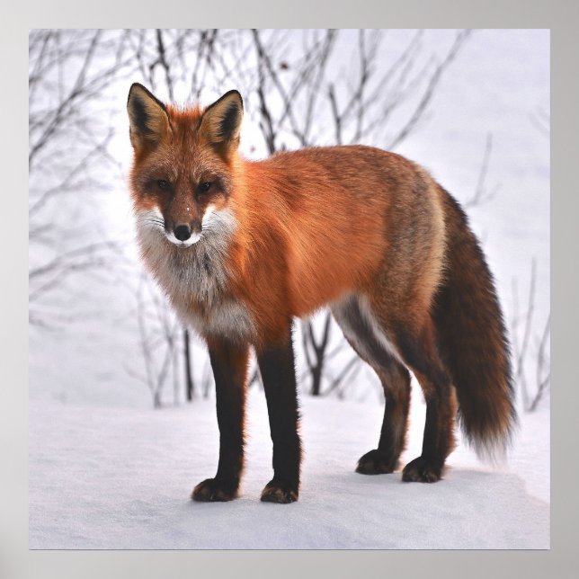Poster Renard rouge en hiver (Devant)