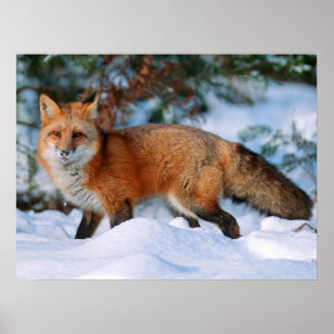 Poster Renard rouge Neige en hiver, Montana