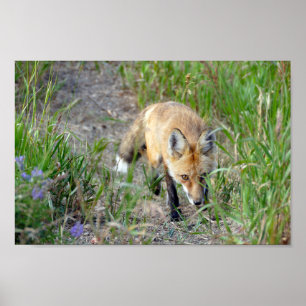 Poster Renard rouge sournois, Colorado
