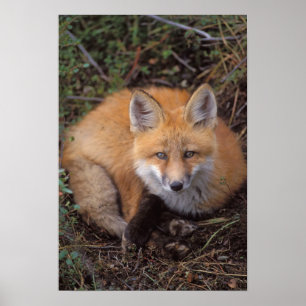Poster renard rouge, Vulpes vulpes, en couleurs automnale