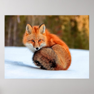 Poster Renard roux dans la neige Yukon