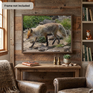 Poster Renard roux sur un sentier rocailleux - Photograph