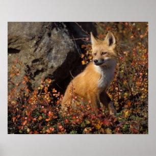 Poster renard roux, Vulpes vulpes
