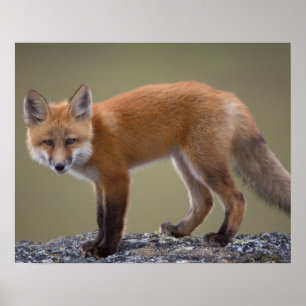 Poster renard roux, Vulpes vulpes, le long de la partie c