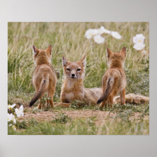 Poster Renard swift (Vulpes velox) femelle avec des jeune