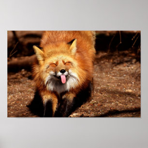 Poster Renard tirant la langue