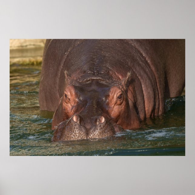 Poster Rencontre avec Hippopotame (Devant)