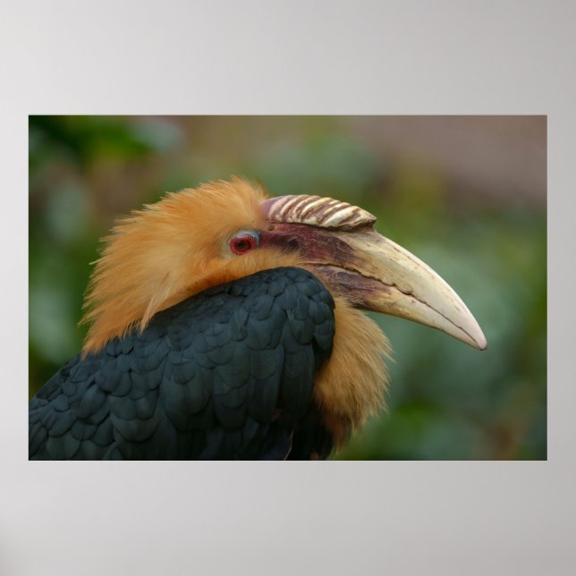 Poster Rencontre avec la Hornbill du Blyth masculin (Devant)