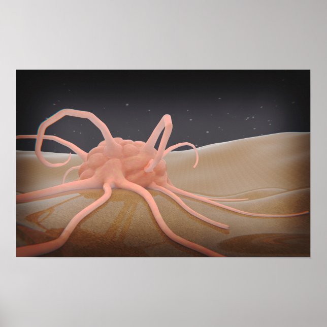 Poster Rendu 3D De La Phagocytose De Macrophage (Devant)