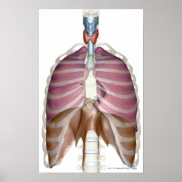 Poster rendu 3d du système respiratoire