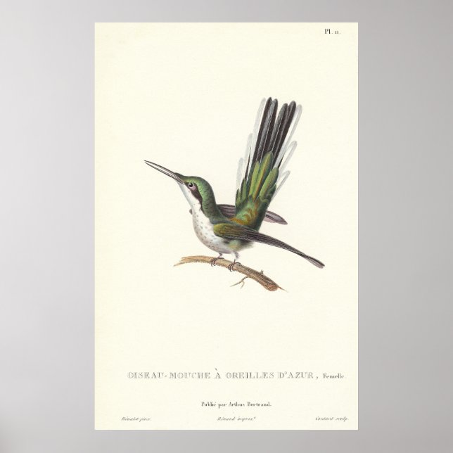 Poster Rene Primevere Leçon - Reproduction Colibri (Devant)