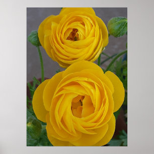 Poster Renoncules jaunes - Fleur de bulbe de printemps -